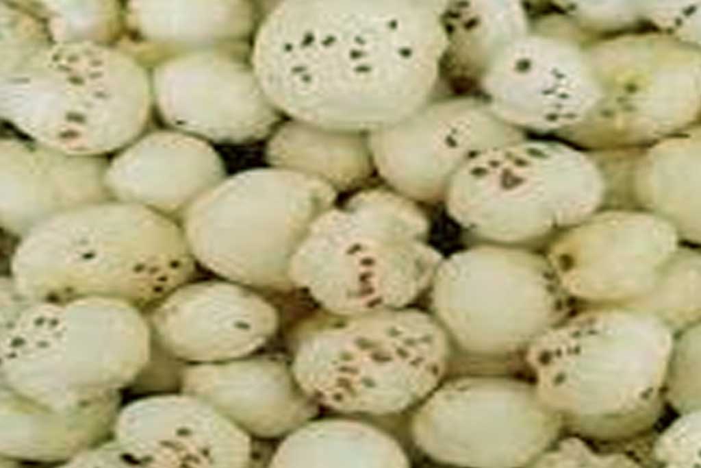makhana
