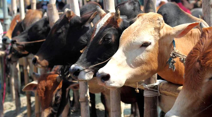 cow